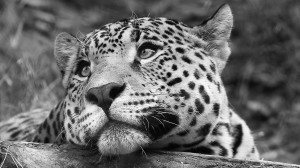leopardo_bianco_e_nero